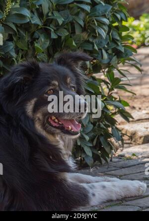 Un chien aimant est allongé sur le trottoir devant les buissons verts. Le chien regarde loin avec sa bouche ouverte. Banque D'Images