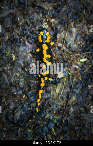 La Salamandre de feu, Salamandra salamandra, dans le parc national de Podyji, Thayatal, région de Moravie du Sud, République tchèque, 11 mai 2013. (Photo CTK/Libor S Banque D'Images