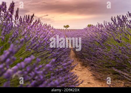 Coucher de soleil sur un champ de lavande violet en Provence, France. Lavande gros plan fleurs Provence été nature mauve lavande champ. Paysage reposant Banque D'Images