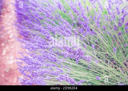 Coucher de soleil sur un champ de lavande violet en Provence, France. Lavande gros plan fleurs Provence été nature mauve lavande champ. Paysage reposant Banque D'Images
