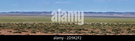 Moutons et chèvres dans un pâturage en Mongolie. Panorama du pâturage. Source de viande, lait et laine. Le cachemire de chèvre et le fromage sont un souvenir préféré de Banque D'Images