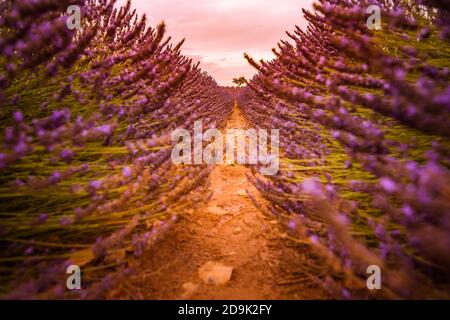 Coucher de soleil sur un champ de lavande violet en Provence, France. Lavande gros plan fleurs Provence été nature mauve lavande champ. Paysage reposant Banque D'Images