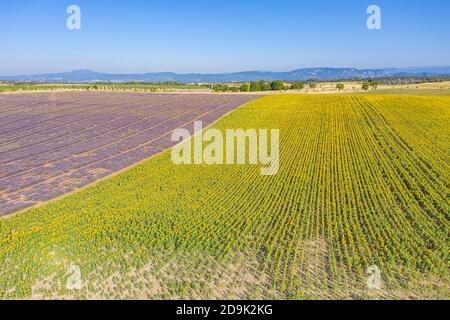 Vue aérienne des champs agricoles en Provence. Lavande en fleur, paysage aérien incroyable. Rangées de fleurs de lavande, nature sans fin floraison florale Banque D'Images