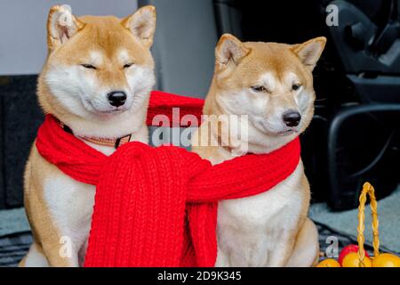 Deux chiens rouges, les laika japonais, la race Siba-inu, portent un foulard rouge, symbole de Noël. Concept rencontre nouvel an et amitié. Photo de haute qualité Banque D'Images