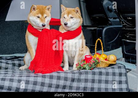 Deux chiens rouges, les laika japonais, la race Siba-inu, portent un foulard rouge, symbole de Noël. Concept rencontre nouvel an et amitié. Photo de haute qualité Banque D'Images