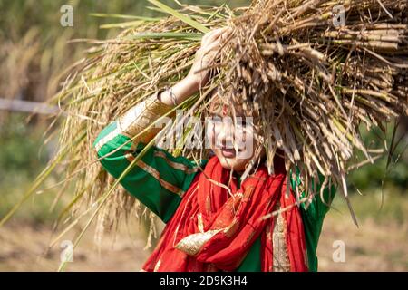 Fille indienne transportant de la récolte de paddy à la tête. La production de riz en Inde est un élément important de l'économie nationale. . Photo de haute qualité Banque D'Images
