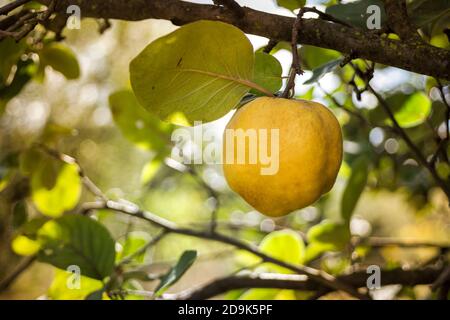 Les fruits de coing jaunes mûrs poussent sur un coing avec un feuillage vert dans le jardin d'automne. DOF peu profond. Banque D'Images