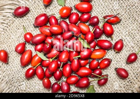 Photo en gros plan des fruits de la hanche de la rose fraîchement récoltés, vue du dessus. Produits naturels biologiques. Banque D'Images