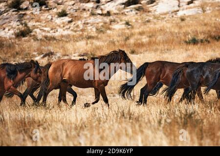 Cheval mongol en steppe mongole. Symbole de la vie nomade. Banque D'Images