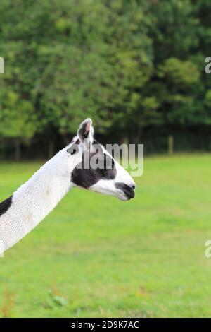 Llama dans un champ, sur une ferme, Harold Ewyas, Herefordshire, Angleterre, Royaume-Uni Banque D'Images