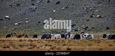 Troupeau de yaks. Carlike en Mongolie. Un troupeau d'animaux sur le pâturage. Banque D'Images