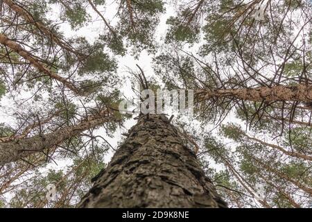 Les sommets des pins à partir de l'angle bas. Regardez dans les arbres. Arrière-plan de la vue de dessous. Cime des arbres qui encadrent le ciel. Forêt de conifères. Grand picot Banque D'Images