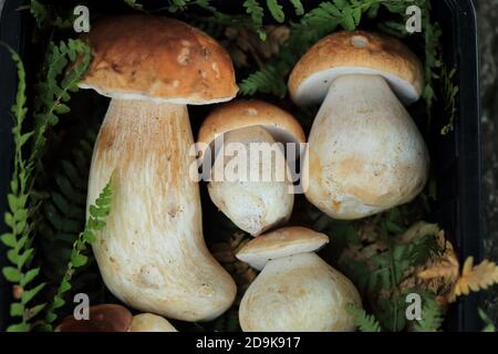 groupe de champignons boletus reposant sur des fougères Banque D'Images