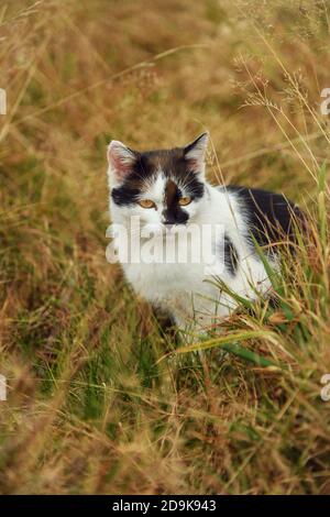 Chat errant tacheté dans une grande herbe jaune Banque D'Images