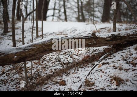 Arbre tombé dans la forêt en hiver Banque D'Images