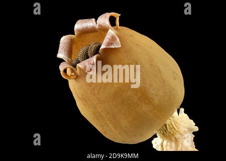 Silene vulgaris, vessie campion, Klatschnelke, gros plan, fruit avec graines, graines de 1.5 mm de long Banque D'Images