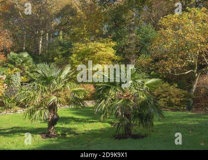 Trachycarpus fortunei le moulin à vent chinois palmier en premier plan menant à la forêt Banque D'Images