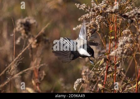 Un Chickadee à capuchon noir en vol, alors qu'il cherche des graines d'une plante de prairie douce en automne Banque D'Images