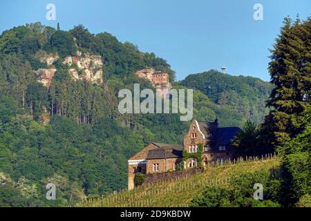 Cave de vinification Würtzberg à Serrig et Klause à Kastel-Staadt, vallée de Saar, Rhénanie-Palatinat, Allemagne Banque D'Images