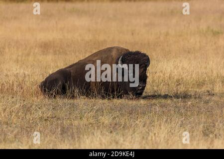 Un Bison américain se trouve dans la vallée herbeuse de la rivière Madison, dans le parc national de Yellowstone. Banque D'Images