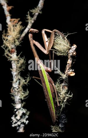 Mantis de prière chinoise (Tenodera sinensis) - Brevard, Caroline du Nord, États-Unis Banque D'Images