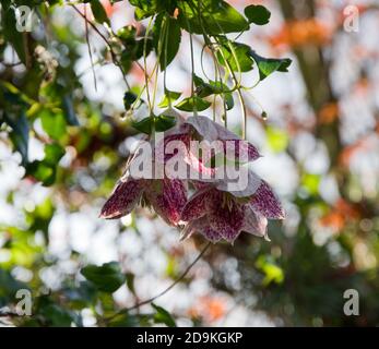 Clematis cirrhosa Freckles Banque D'Images