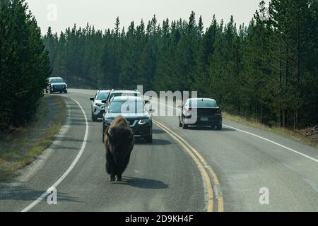 Un taureau américain de Bison marche dans la circulation sur une route dans le parc national de Yellowstone dans le Wyoming, États-Unis. Banque D'Images