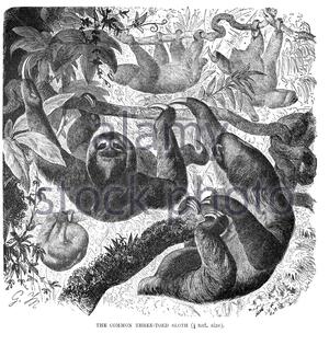 Sloth commun à trois doigts, illustration vintage de 1894 Banque D'Images