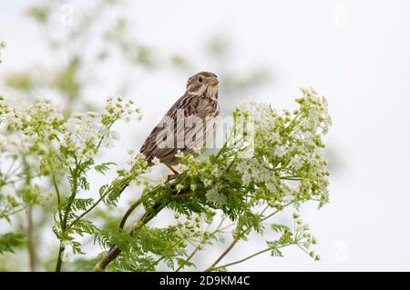 Une banderole de maïs pour adultes (Miliaria calandra) perchée sur un ombellifère à fleurs dans une marge de champ sur l'île de Sheppey dans le Kent. Mai. Banque D'Images