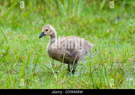 Une bernache du canada (Branta canadensis) broutant sur l'herbe dans un champ inondé de la réserve naturelle de Crossness, dans le quartier de Bexley à Londres. Mai. Banque D'Images