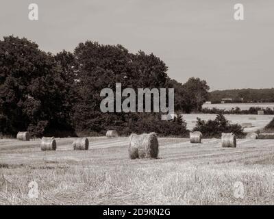 photo en noir et blanc de balles rondes de foin en milieu rural France Banque D'Images