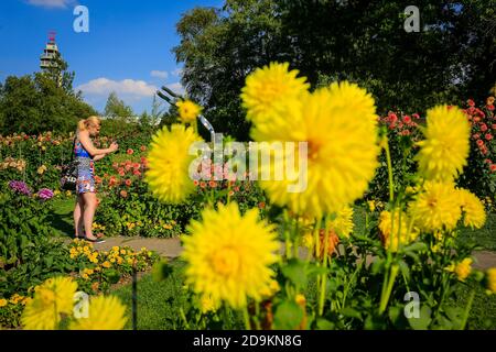 Essen, Rhénanie-du-Nord-Westphalie, région de la Ruhr, Allemagne, Grugapark, zone du parc du salon fédéral des jardins 1965, fleurissant des dahlias avec une vue vers le Grugaturm à l'occasion de la Essen 2017 capitale verte de l'Europe. Banque D'Images