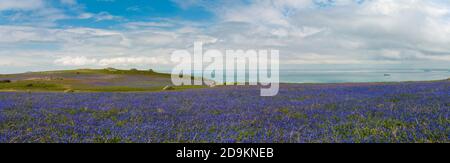 Une vue panoramique sur une partie de bluecloches fleurissant sur l'île de Skomer à Pembrokeshire, pays de Galles. Mai. Banque D'Images
