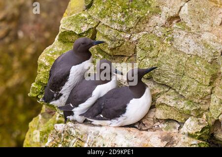 Trois guillemots adultes (Uria aalge) dans un plumage reproducteur perché sur une étroite corniche sur les falaises de craie de RSPB Bempton Cliffs, East Yorkshire. Juin. Banque D'Images