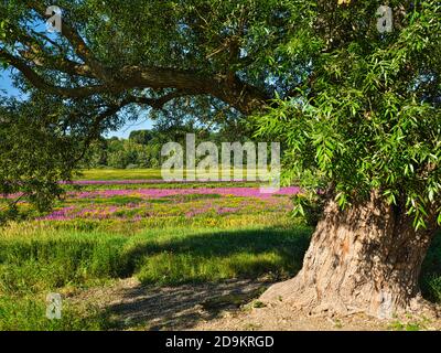 Europe, Allemagne, Hesse, Ederbergland, Parc National de Kellerwald-Edersee Parc naturel, vieux saule brisé (Salix fragilis) dans l'Ederauen près de Herzhausen, saule pourpre fleuri (Lythrum salicaria) Banque D'Images