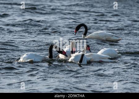 Le Cygnus melancoryphus, cygne à col noir, est la plus grande sauvagine indigène de l'Amérique du Sud. Photographié sur le Lago Argentino, dont une partie se trouve à Los Banque D'Images