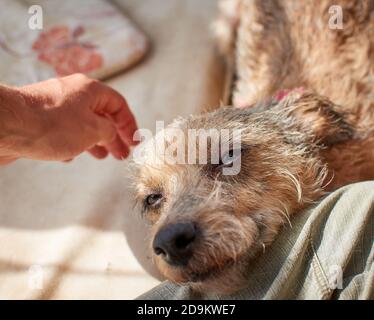 Gros plan d'un chien Terrier irlandais qui se détend à l'extérieur Banque D'Images