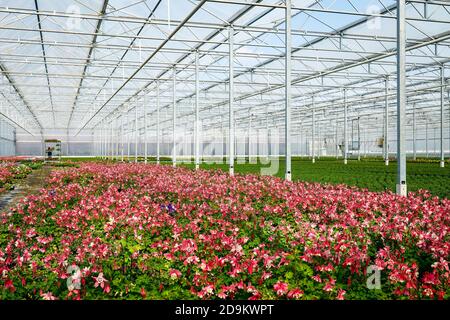 Literie et balcon fleurs dans la serre, pépinière, Kempen, Basse-Rhin, Rhénanie-du-Nord-Westphalie, Allemagne Banque D'Images