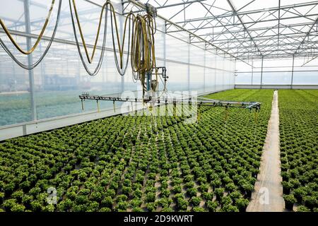 Irrigation automatisée des fleurs de lit et de balcon dans la serre, pépinière, Kempen, Basse-Rhin, Rhénanie-du-Nord-Westphalie, Allemagne Banque D'Images