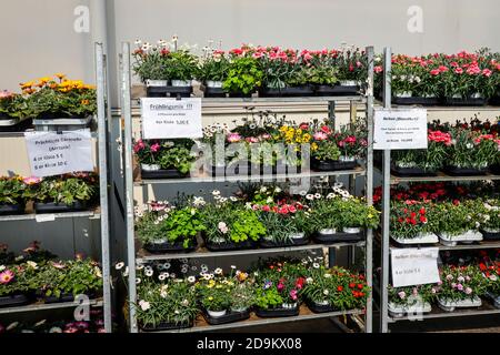 Literie et balcon fleurs en rouleaux, plantes en pot à vendre, pépinière, Kempen, Basse-Rhin, Rhénanie-du-Nord-Westphalie, Allemagne Banque D'Images