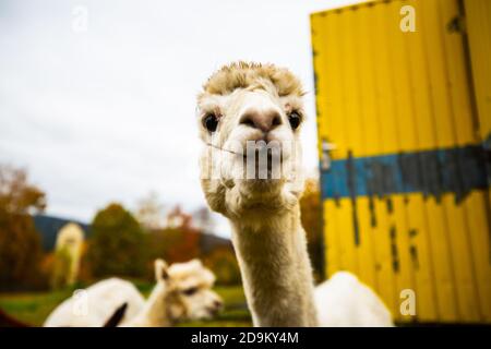 Alpacas sur le pâturage Banque D'Images