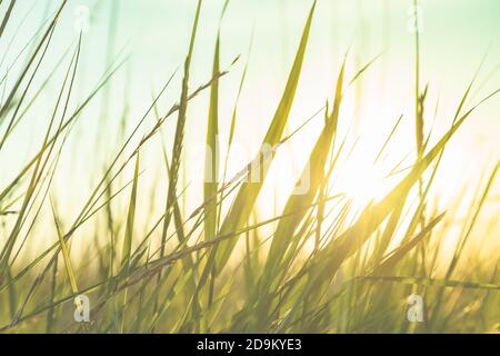 Herbes et prairies sur la digue au coucher du soleil, St.Peter Ording, Mer du Nord, Mer des Wadden, gros plan dans le contre-jour. Banque D'Images