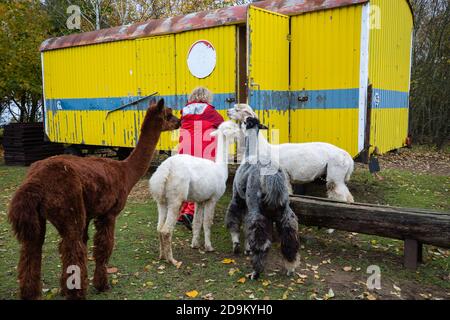 Alpacas sur le pâturage Banque D'Images