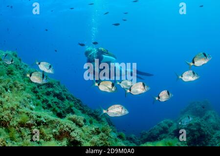 Bream, Diplodus vulgaris, et plongeur, Tamariu, Costa Brava, Espagne, Méditerranée Banque D'Images