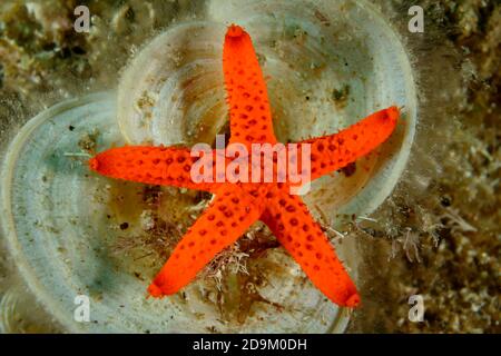 Étoiles de mer rouges ou étoiles de sang sur une algue en entonnoir, Echinaster seposituus sur Padina pavonica, Tamariu, Costa Brava, Espagne, Méditerranée Banque D'Images