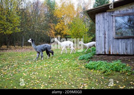 Alpacas sur le pâturage Banque D'Images