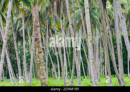 Plantation de noix de coco sur l'île de Halmahera, North-Moluques, Indonésie Banque D'Images