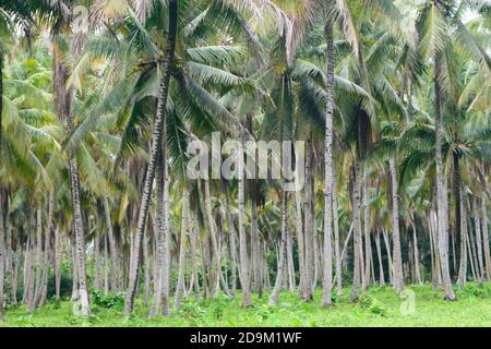 Plantation de noix de coco sur l'île de Halmahera, North-Moluques, Indonésie Banque D'Images