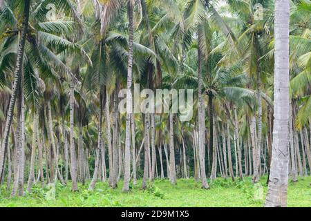 Plantation de noix de coco sur l'île de Halmahera, North-Moluques, Indonésie Banque D'Images