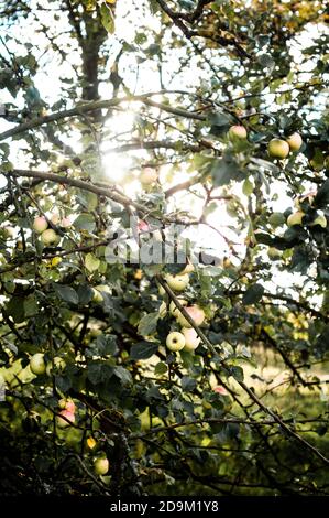 Le soleil brille à travers les branches d'un pommier Banque D'Images